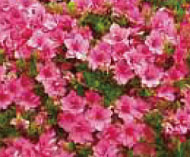 町の花 「さつき」